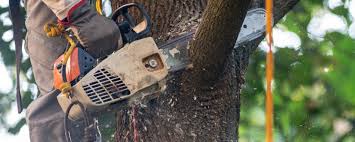 Best Lawn Irrigation Installation and Maintenance  in Englishtown, NJ