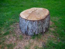 Best Tree Disease Treatment  in Englishtown, NJ