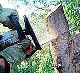 Best Hazardous Tree Removal  in Englishtown, NJ