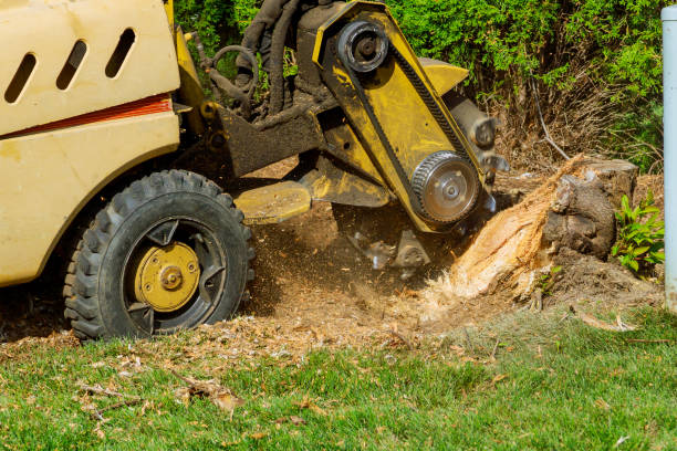 Best Root Management and Removal  in Englishtown, NJ