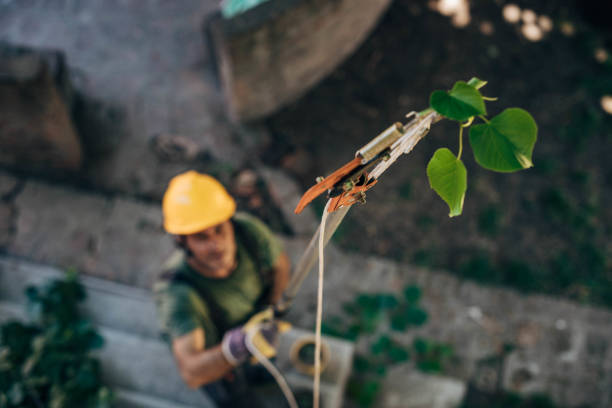 Professional Tree Services in Englishtown, NJ