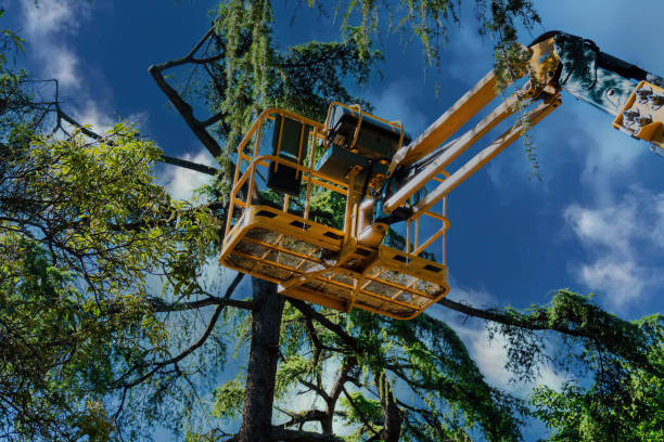 Best Utility Line Clearance  in Englishtown, NJ