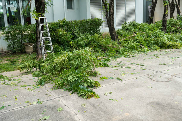 How Our Tree Care Process Works  in  Englishtown, NJ