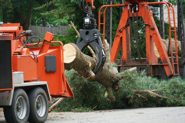 Best Hedge Trimming  in Englishtown, NJ