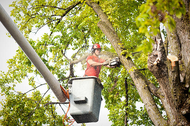 Best Tree Risk Assessment  in Englishtown, NJ
