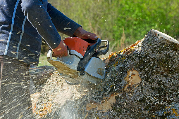 Best Tree Preservation Services  in Englishtown, NJ